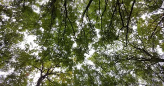 Forêt de Benon Forêt de Benon