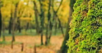 Forêt de Benon Forêt de Benon