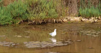 Le Marais des Bris Le Marais des Bris