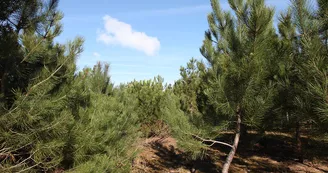 Forêt de Saint-Trojan-les-Bains Forêt de Saint-Trojan-les-Bains