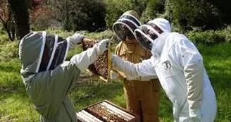 Apiculture : 13 Bees Apiculture : 13 Bees
