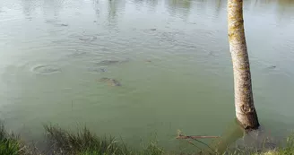 Etang de l'Hommée