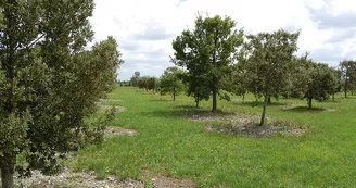 Pineau Cognac Guiet Petit Pineau Cognac Guiet Petit