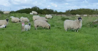 Réserve naturelle de Moëze-Oléron Réserve naturelle de Moëze-Oléron