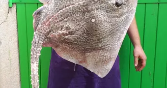 Le Jour du Poisson Le Jour du Poisson