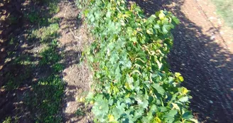 Cognac et Pineau Roussille Cognac et Pineau Roussille
