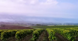Domaine Conte et Filles Domaine Conte et Filles