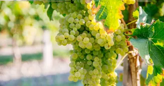 Domaine des Quillets Domaine des Quillets