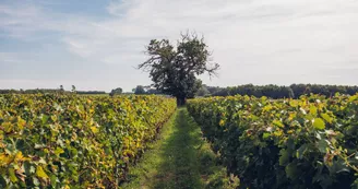 Domaine Poncereau de Haut - Famille Benassy Domaine Poncereau de Haut - Famille Benassy
