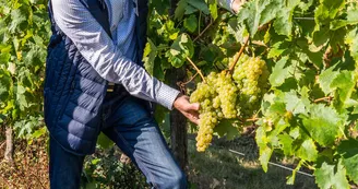 Vignoble Biteau Vignoble Biteau