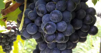 Domaine des Princes Domaine des Princes