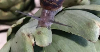 Escale Fermière Escale Fermière