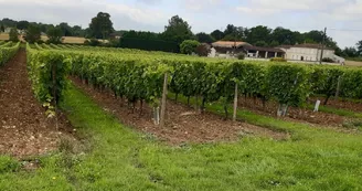 Vignoble Grateaud Vignoble Grateaud