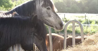 Poney Club Equi Family Poney Club Equi Family