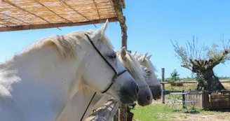 La Manade La Manade
