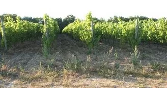 Pascal Gonthier - Artisan vigneron Pascal Gonthier - Artisan vigneron