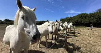 Les Cavaliers d'Oléron Les Cavaliers d'Oléron