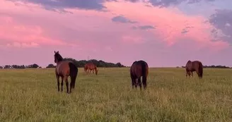 EquiNatur'Eau EquiNatur'Eau