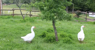Bella Becca Ranch Bella Becca Ranch