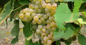 Vignoble Jean Nézereau Vignoble Jean Nézereau