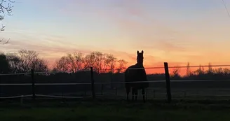 Educ'Horse Educ'Horse