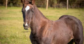 Haras de l'Ilatte Haras de l'Ilatte