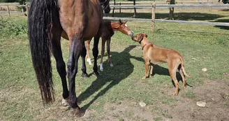 Haras de l'Ilatte Haras de l'Ilatte
