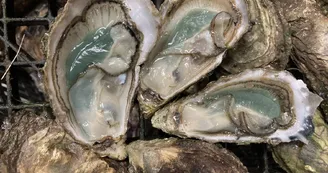 Huîtres Massé Huîtres Massé