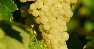 Vignoble Maxime PINARD Vignoble Maxime PINARD
