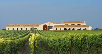 Vignoble Maxime PINARD Vignoble Maxime PINARD