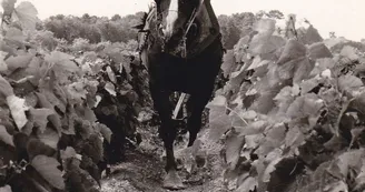 Le Domaine du Bourg
