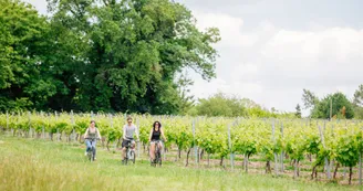 Les vignes Les vignes