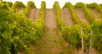 Circuit du fleuve et des vignes Circuit du fleuve et des vignes