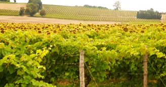 Circuit du fleuve et des vignes Circuit du fleuve et des vignes