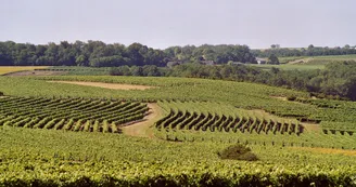 Circuit VTC N15 Biron Petite Champagne Vignoble du Cognac Haute-Saintonge Circuit VTC N15 Biron Petite Champagne Vignoble du Cognac Haute-Saintonge