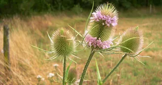 Cardère Cardère