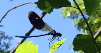 Libellule Libellule