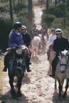 Poney Découverte