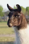 Parc aux animaux - Ferme de Magné