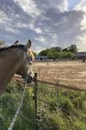 Educ'Horse