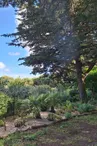 Les jardins de l'âme cham